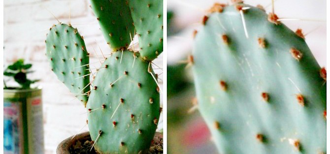 Kaktus mit Filter